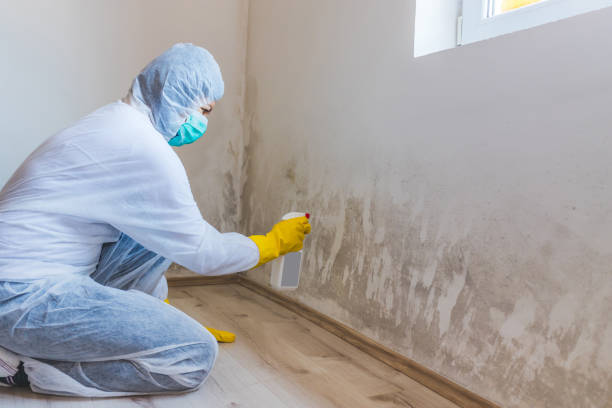 Licensed Mold Remediation service in Franklin, MI - WQB Mold Removal